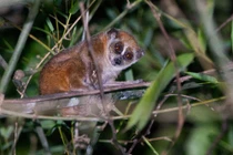 Cá thể cu li nhỏ nguy cấp được người dân Nghệ An tình cờ phát hiện