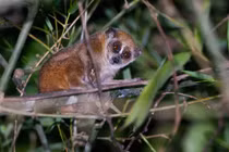 Cá thể cu li nhỏ quý hiếm được bàn giao và thả về tự nhiên tại Thanh Hóa