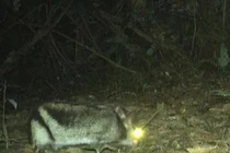 Phát hiện thỏ sọc Trường Sơn quý hiếm, loài thú đặc hữu Việt Nam