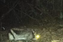 Phát hiện thỏ sọc Trường Sơn quý hiếm, loài thú đặc hữu Việt Nam