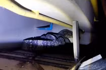 Nghe tiếng động trên trần nhà, sốc thấy "quái thú" khủng