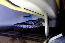 Nghe tiếng động trên trần nhà, sốc thấy "quái thú" khủng