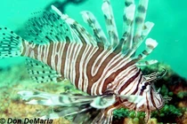 Loài cá đẻ tới 2 triệu trứng mỗi năm, gây hại ở biển Đại Tây Dương