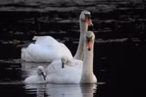 Xuất hiện đôi thiên nga trắng muốt tuyệt đẹp tại hồ nước Bắc Ninh