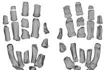 Mẫu bàn tay hóa thạch của người cổ đại hé lộ bí mật bất ngờ