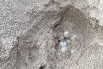 Rùa biển bò lên đảo Hòn Cau đẻ 112 trứng 