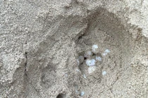 Rùa biển bò lên đảo Hòn Cau đẻ 112 trứng 