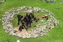 Bí ẩn đàn cừu đi vòng tròn quanh bò tại Trung Quốc