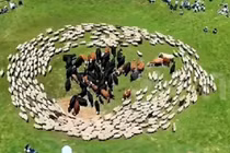 Bí ẩn đàn cừu đi vòng tròn quanh bò tại Trung Quốc