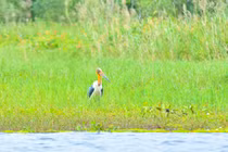 Vườn quốc gia U Minh Thượng ghi nhận sự phục hồi của già đẫy Java