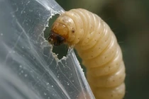 Khám phá loài sâu kỳ diệu, phân hủy túi nhựa trong một ngày