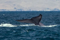 Phát hiện hóa thạch cá voi xanh cổ đại lớn nhất từng biết đến