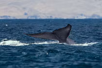 Phát hiện hóa thạch cá voi xanh cổ đại lớn nhất từng biết đến