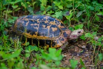 Người dân phát hiện rùa quý hiếm và bàn giao cho cơ quan chức năng