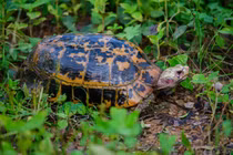 Người dân phát hiện rùa quý hiếm và bàn giao cho cơ quan chức năng