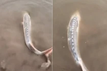 Câu được con cá màu trắng toát, vì sao thanh niên lập tức thả ra?