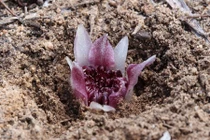 Choáng với lan quý hiếm sống và nở trọn đời dưới đất