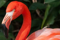 Vì sao chim hồng hạc sở hữu sắc hồng nổi bật đến kỳ lạ?