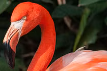 Vì sao chim hồng hạc sở hữu sắc hồng nổi bật đến kỳ lạ?