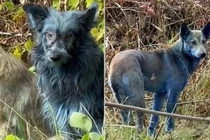 Bí ẩn những con chó lông xanh tại khu vực Chernobyl