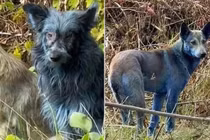 Bí ẩn những con chó lông xanh tại khu vực Chernobyl