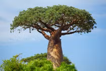 Cây baobab: biểu tượng của châu Phi và cây của sự sống