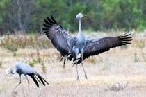 Sếu xanh kiêu hãnh Nam Phi: Biểu tượng quốc gia đang kêu cứu