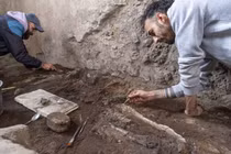 Giải mã hai bộ xương động vật ở Pompeii hé lộ cái chết bi thảm
