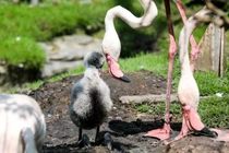 Vì sao hồng hạc con chào đời ở Thảo Cầm Viên được xem là kỳ tích hiếm?