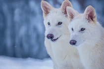 Hồi sinh thành công 3 con sói trắng sau 12.500 năm tuyệt chủng 