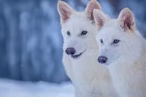 Hồi sinh thành công 3 con sói trắng sau 12.500 năm tuyệt chủng 