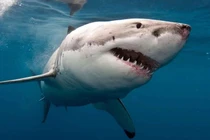 Australia đóng cửa một số bãi biển do lo sợ cá mập tấn công