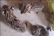 Tây Ninh tiếp nhận 3 cá thể mèo rừng con bị lạc từ người dân