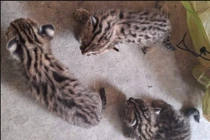 Tây Ninh tiếp nhận 3 cá thể mèo rừng con bị lạc từ người dân