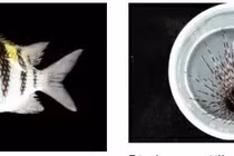 Hơn 100 loài sinh vật mới được phát hiện trong cuộc khảo sát tại Guadeloupe