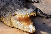 Cá sấu nước mặn từng có phạm vi sinh sống rộng lớn hơn dự kiến
