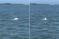 Kỳ thú cảnh tượng cá heo bạch tạng cực hiếm nô đùa ngoài khơi nước Mỹ