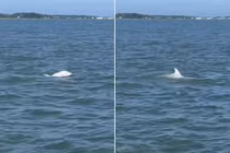 Kỳ thú cảnh tượng cá heo bạch tạng cực hiếm nô đùa ngoài khơi nước Mỹ