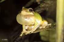 Phát hiện loài động vật tuyệt tích 30 năm từ tiếng động lạ