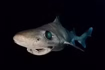 Cá mập gulper bị đe dọa do khai thác vì squalene trong mỹ phẩm