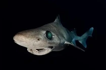 Cá mập gulper bị đe dọa do khai thác vì squalene trong mỹ phẩm