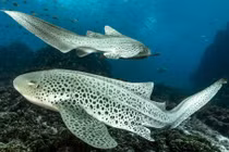 Những điều kỳ dị của cá mập báo hoa mai ít người biết