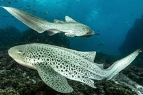 Những điều kỳ dị của cá mập báo hoa mai ít người biết