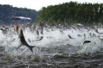 Loài cá châu Á khiến Tổng thống Donald Trump cảnh báo khẩn cấp nước Mỹ