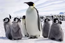 Biến đổi khí hậu đe dọa xóa sổ chim cánh cụt hoàng đế