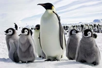 Biến đổi khí hậu đe dọa xóa sổ chim cánh cụt hoàng đế