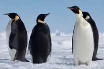 Sự thật kỳ lạ về chim cánh cụt khiến giới khoa học kinh ngạc