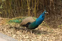 Phát hiện chim công quý hiếm tại Như Xuân