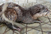 Phát hiện rái cá quý hiếm trong Sách Đỏ tại Quảng Trị