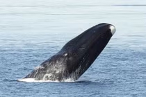 Khám phá bí mật kéo dài tuổi thọ cá voi đầu cong